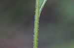 Eastern purple coneflower